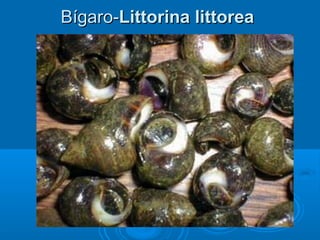 Bígaro-Littorina littorea
 