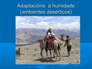Adaptacións á humidade
 (ambientes desérticos)
 