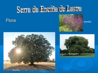 Flora                   tomiño




            Salgueiro




   enciña
 