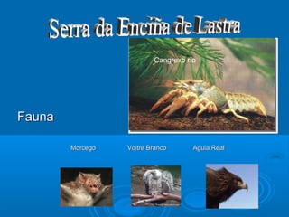 Cangrexo río




Fauna

        Morcego   Voitre Branco      Aguia Real
 