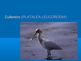 Cullereiro (PLATALEA LEUCORODIA)
 