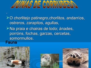 .
 O chorlitejo patinegro,chorlitos, andarríos,
  ostreros, zarapitos, agullas,
 Na praia e chairas de lodo; ánades,
  porróns, fochas, garzas, cercetas,
  somormullos.
Fauna

   Pato cullerete                         Teixugo



                             Lontra
 