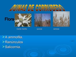 Flora

         Cardo mariño   xuncos   carrizos



 A ammofila.
 Ranúnculos
 Salicornia.
 