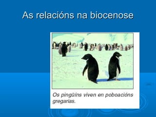 As relacións na biocenose
 