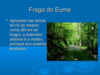 Fraga do Eume
   Agrupado nas beiras
    do río do mesmo
    nome (84 km de
    longo), a extensión
    arbórea é a mostra
    principal dun sistema
    ecolóxico.
 