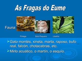Fauna

        Pintega   Bufo Pequeno   Libeliña


 Gato montés, xineta, marta, raposo, bufo
  real, falcón, chotacabras, etc.
 Mirlo acuático, o martín, o esquío.
 