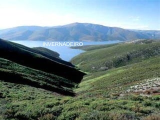 INVERNADEIRO
 