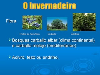 Flora

        Froitas de Abruñeiro   Carballo   Abeleira

  Bosques carballo albar (clima continental)
   e carballo melojo (mediterráneo)

  Acivro, tezo ou endrino.
 