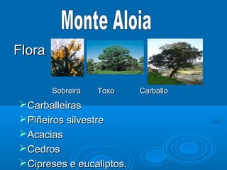 Flora

        Sobreira   Toxo    Carballo
 Carballeiras
 Piñeiros silvestre
 Acacias
 Cedros
 Cipreses e eucaliptos.
 