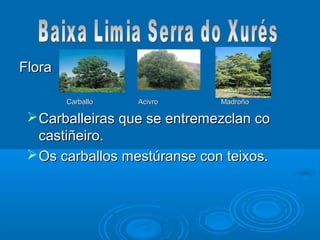 Flora

        Carballo   Acivro     Madroño

  Carballeiras que se entremezclan co
   castiñeiro.
  Os carballos mestúranse con teixos.
 