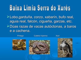  Lobo,garduña, corzo, xabarín, bufo real,
  aguia real, falcón, cigueña, garzas, etc.
 Dúas razas de vacas autóctonas, a baros
  e a cachena.
      Píntega   Culebra Viperina   Azor
 