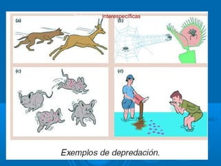 Relacionas interespecíficas
 