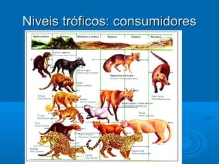 Niveis tróficos: consumidores
 