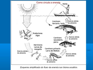 Como circula a enerxía
 