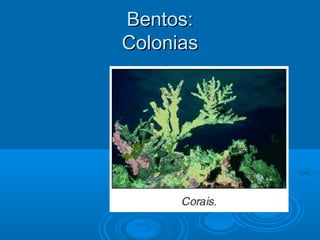 Bentos:
Colonias
 