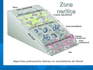 Zona
nerítica
 