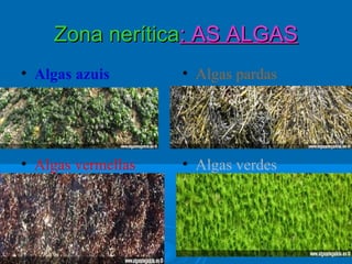 Zona nerítica: AS ALGAS
• Algas azuis       • Algas pardas




• Algas vermellas   • Algas verdes
 
