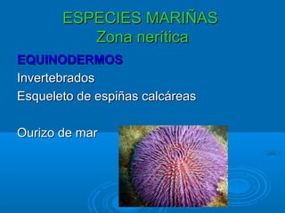 ESPECIES MARIÑAS
          Zona nerítica
EQUINODERMOS
Invertebrados
Esqueleto de espiñas calcáreas

Ourizo de mar
 