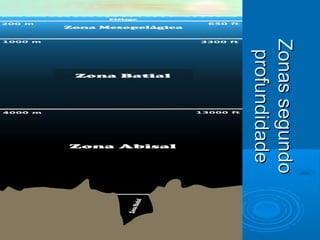 Zonas segundo
Zonas segundo
 profundidade
 profundidade
 