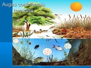 Augas continentais
    humidais
 