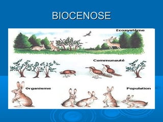 BIOCENOSE
 
