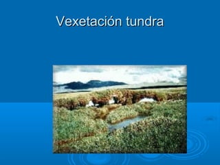 Vexetación tundra
 