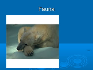 Fauna
 