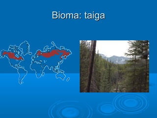 Bioma: taiga
 