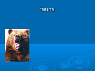 fauna
 