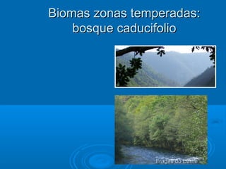 Biomas zonas temperadas:
    bosque caducifolio




                Fragas do Eume
 