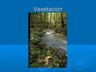 Vexetación
 