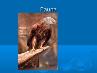 Fauna

Milano
real
(Milvus
milvus
 