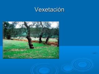 Vexetación
 