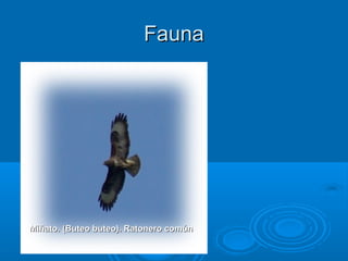 Fauna




Miñato. (Buteo buteo). Ratonero común
 