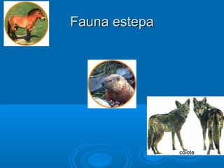 Fauna estepa




               coiote
 