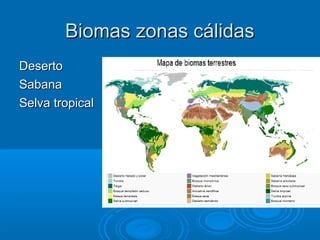 Biomas zonas cálidas
Deserto
Sabana
Selva tropical
 