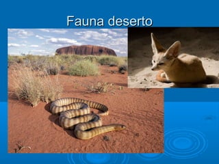 Fauna deserto
 