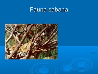 Fauna sabana


xaguar
 