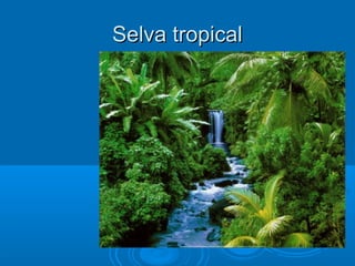 Selva tropical
 