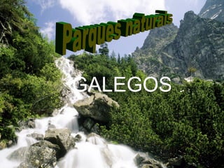 GALEGOS
 