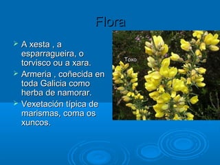 Flora
   A xesta , a
    esparragueira, o
                            Toxo
    torvisco ou a xara.
   Armeria , coñecida en
    toda Galicia como
    herba de namorar.
   Vexetación típica de
    marismas, coma os
    xuncos.
 