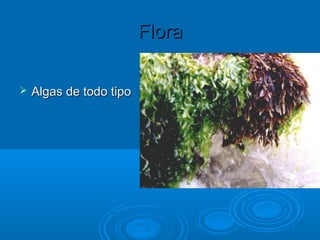 Flora

   Algas de todo tipo
 