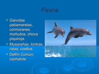 Fauna
   Gaivotas
    patiamarelas,
    cormoranes
    moñudos, chova
    piquiroja.
   Musarañas, lontras,
    ratas, coellos.
   Delfín Común,
    cachalote
 