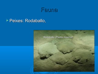 Fauna
 Peixes: Rodaballo,



                  Rodaballo (Psetta maxima)
 
