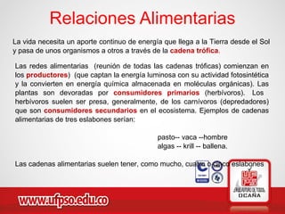 Relaciones Alimentarias
La vida necesita un aporte continuo de energía que llega a la Tierra desde el Sol
y pasa de unos organismos a otros a través de la cadena trófica.
Las redes alimentarias (reunión de todas las cadenas tróficas) comienzan en
los productores) (que captan la energía luminosa con su actividad fotosintética
y la convierten en energía química almacenada en moléculas orgánicas). Las
plantas son devoradas por consumidores primarios (herbívoros). Los
herbívoros suelen ser presa, generalmente, de los carnívoros (depredadores)
que son consumidores secundarios en el ecosistema. Ejemplos de cadenas
alimentarias de tres eslabones serían:
pasto-- vaca --hombre
algas -- krill -- ballena.
Las cadenas alimentarias suelen tener, como mucho, cuatro o cinco eslabones
 