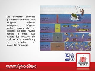 Los elementos químicos
que forman los seres vivos
(oxígeno, carbono,
hidrógeno, nitrógeno,
azufre y fósforo, etc.) van
pasando de unos niveles
tróficos a otros. Las
plantas los recogen del
suelo o de la atmósfera y
los convierten en
moléculas orgánicas.
 