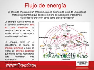 Flujo de energía
El paso de energía de un organismo a otro ocurre a lo largo de una cadena
trófica o alimentaria que consiste en una secuencia de organismos
relacionados unos con otros como presa y predador.
La energía fluye a través de
la cadena alimentaria sólo
en una dirección: va
siempre desde el sol, a
través de los productores a
los descomponedores.
La energía entra en el
ecosistema en forma de
energía luminosa y sale en
forma de energía calorífica
que ya no puede reutilizarse
para mantener otro
ecosistema en
funcionamiento.
 