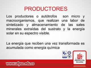 Los productores o autótrofos son micro y
macroorganismos, que realizan una labor de
sintetizado y almacenamiento de las sales
minerales extraídas del sustrato y la energía
solar en su espectro visible.
La energía que reciben una vez transformada es
acumulada como energía química
PRODUCTORES
 