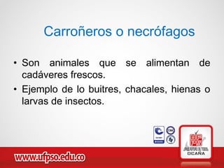 Carroñeros o necrófagos
• Son animales que se alimentan de
cadáveres frescos.
• Ejemplo de lo buitres, chacales, hienas o
larvas de insectos.
 