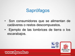 Saprófagos
• Son consumidores que se alimentan de
cadáveres o restos descompuestos.
• Ejemplo de las lombrices de tierra o los
escarabajos.
 